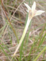Moraea bulbillifera