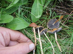 Hypholoma ericaeum
