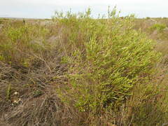 Struthiola striata