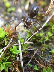 Centromerita bicolor
