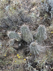 Echinocereus engelmannii fasciculatus