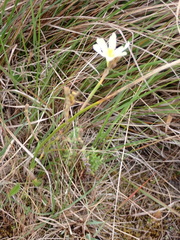 Moraea bulbillifera
