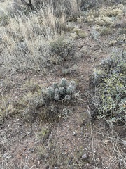 Echinocereus engelmannii fasciculatus