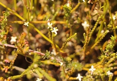 Lachnaea ericoides
