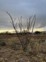 Fouquieria splendens splendens