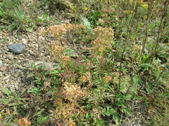Patrinia rupestris
