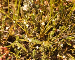 Lachnaea ericoides
