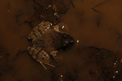 Platyplectrum fletcheri