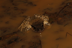 Platyplectrum fletcheri