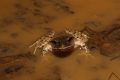 Platyplectrum fletcheri