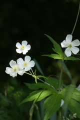 Ranunculus platanifolius