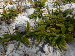 Thuarea involuta