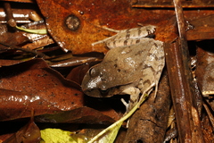 Platyplectrum fletcheri