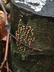 Nectria