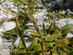 Thuarea involuta
