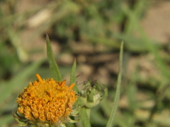 Gaillardia megapotamica