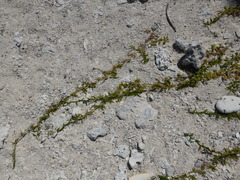 Thuarea involuta