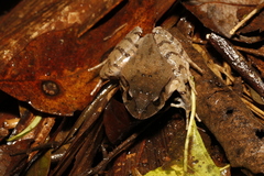 Platyplectrum fletcheri
