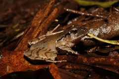Platyplectrum fletcheri