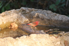 Lagonosticta senegala