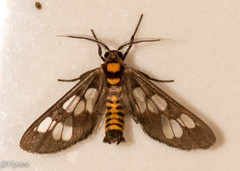 Eressa confinis