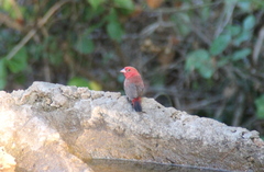 Lagonosticta senegala