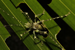 Phricta aberrans
