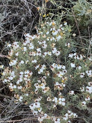 Zinnia acerosa