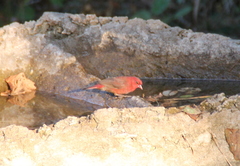 Lagonosticta senegala