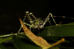 Phricta aberrans