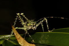 Phricta aberrans