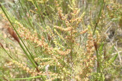 Erica serrata