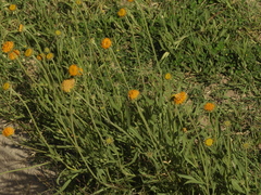 Gaillardia megapotamica