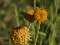 Gaillardia megapotamica