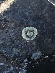 Dimelaena