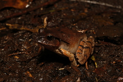 Platyplectrum fletcheri