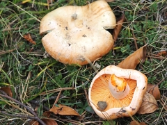 Lactarius deliciosus