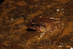 Platyplectrum fletcheri