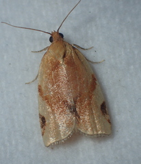 Paramesia gnomana