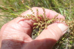 Erica serrata