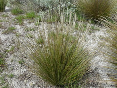 Austrostipa stipoides