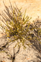 Lachnaea ericoides