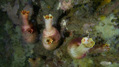 Ascidia incrassata