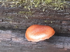Gymnopilus penetrans