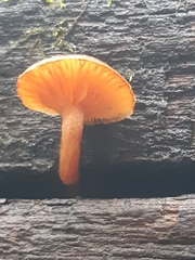 Gymnopilus penetrans
