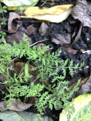 Hydrophylloideae