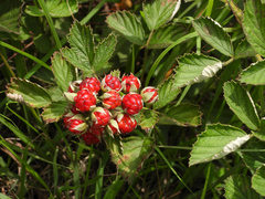 Rubus parvifolius