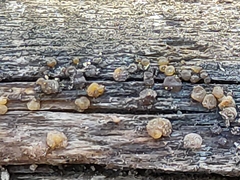 Myxarium nucleatum