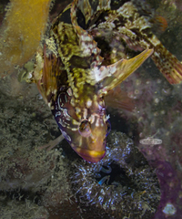 Clinus superciliosus