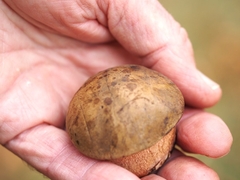 Neoboletus erythropus
